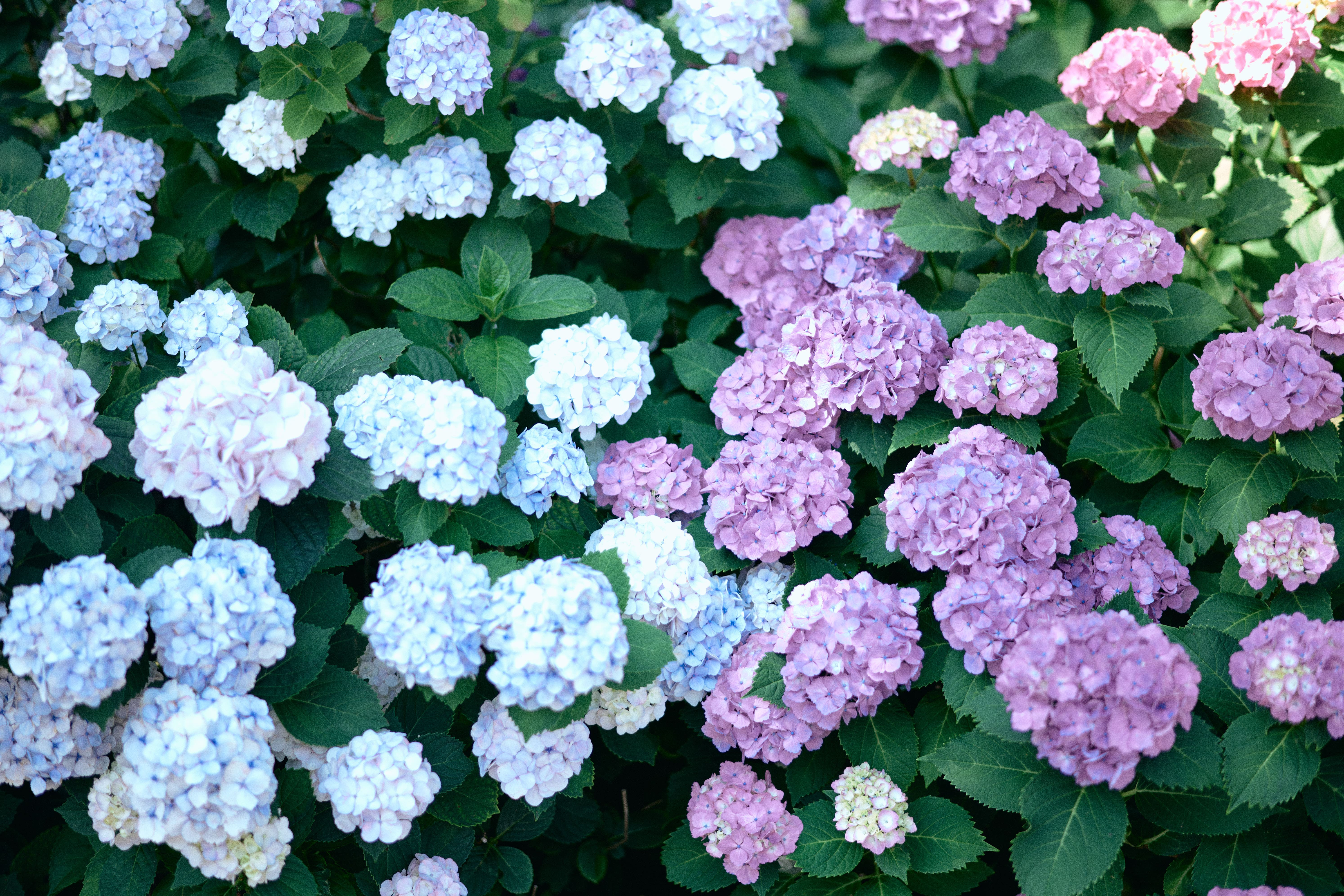 あじさいの名所 − 万葉の里公園 | いなべ、暮らしを旅する